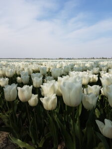witte-marvel