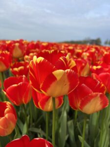 IMG_0036