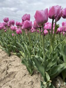 IMG_0046
