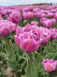 IMG_0047