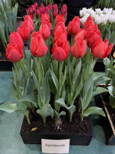 IMG_3969