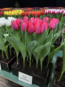 IMG_3977