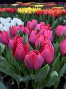 IMG_3978