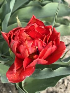IMG_4386