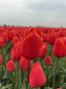 IMG_4511