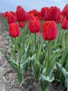 IMG_4513