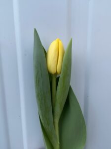 IMG_5385