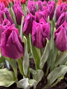 IMG_9424