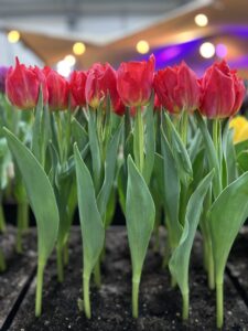 IMG_9433